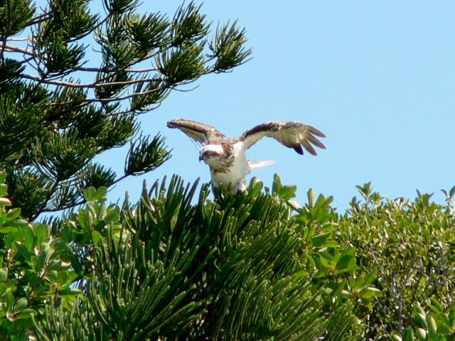 81- Le rapace atterrit sur son nid 